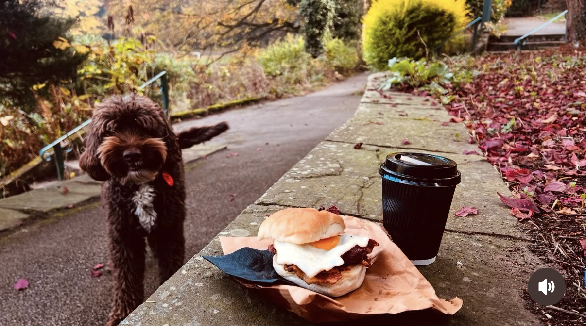 A takeaway breakfast roll and coffee on a walk, with a curious dog
